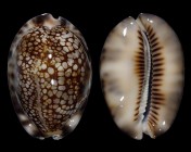 Mauritia maculifera scindata