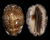 Mauritia maculifera scindata