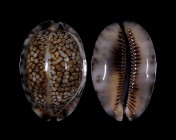 Mauritia maculifera scindata