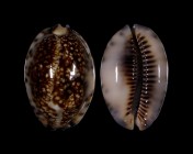 Mauritia maculifera scindata