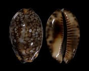 Mauritia maculifera martybealsi