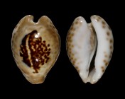 Barycypraea teulerei 