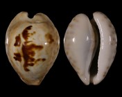 Barycypraea teulerei