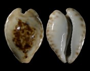 Barycypraea teulerei