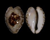 Barycypraea teulerei