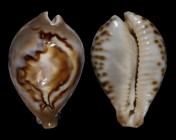 Barycypraea fultoni amorimi f. massieri