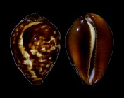 Zoila decipiens decipiens