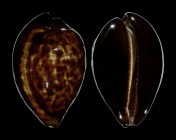 Zoila decipiens decipiens
