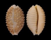 Nucleolaria granulata granulata