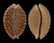 Nucleolaria granulata granulata