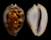 Zoila venusta episema