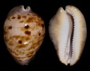 Zoila venusta roseopunctata