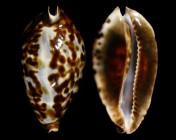 Zoila friendii friendii