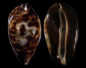 Zoila friendii friendii