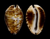 Zoila friendii vercoi
