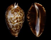 Zoila friendii vercoi