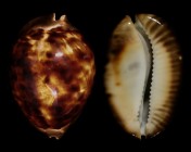 Zoila thersites