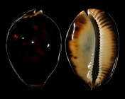 Zoila thersites