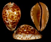 Zoila jeaniana jeaniana