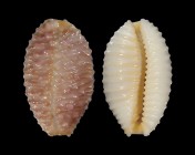 Nucleolaria granulata cassiaui