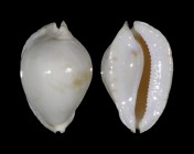 Zoila marginata albanyensis f. nimbosa