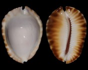 Zoila ketyana ketyana f. hypermarginata