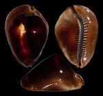 Zoila rosselli satiata