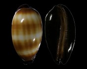 Talparia talpa f. imperialis