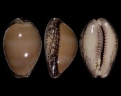 Luria cinerea cinerea