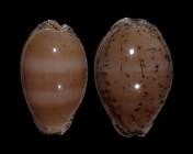 Luria cinerea cinerea