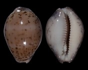 Luria cinerea cinerea