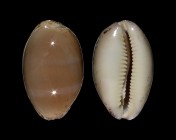 Luria cinerea cinerea
