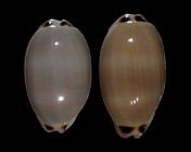 Luria pulchra 