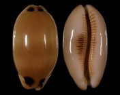Luria pulchra pulchra