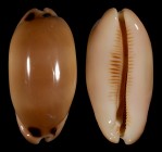 Luria pulchra pulchra