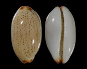 Luria gilvella