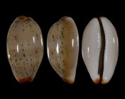Luria isabellamexicana 