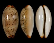 Luria isabellamexicana