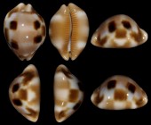 Luria tessellata 