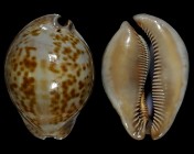 Trona stercoraria var.