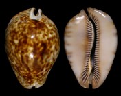Trona stercoraria