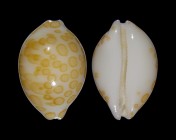 Annepona mariae 