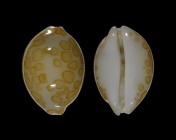 Annepona mariae 