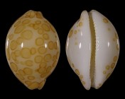 Annepona mariae