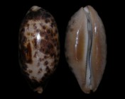 Chelycypraea testudinaria