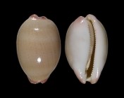 Austrocypraea reevei 