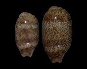 Arestorides argus argus