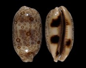 Arestorides argus contracasta