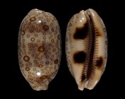 Arestorides argus contracasta