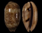 Arestorides argus contrastriata
